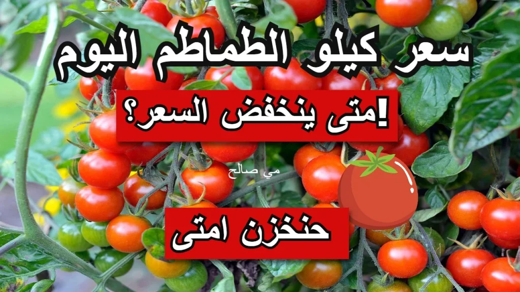 موعد انخفاض سعر الطماطم